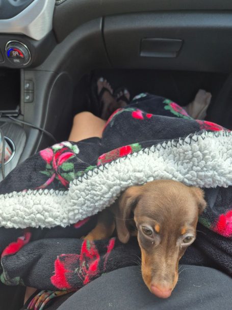 A small brown puppy nestled in a floral blanket on a person's lap in a car.