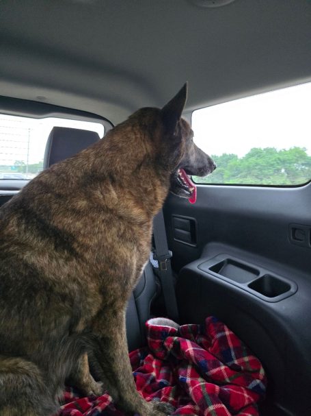 Brown dog sitting in a car, looking out the window with its tongue out.